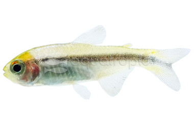 Margitae Bleeding Blue Tetra :: 85839
