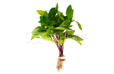 Hygrophila corymbosa 'Angustifolia' (Willow) - bunch :: 82013