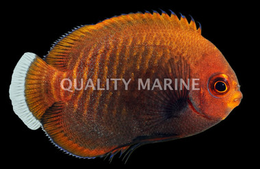 Golden Red Aurantia Angelfish, Bali Aquarich :: 79054
