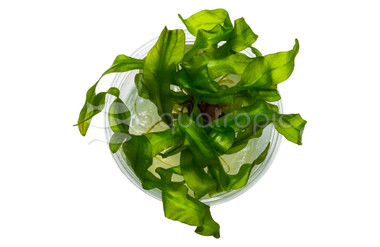 Echinodorus Ozelot Cup AT :: 85125