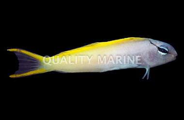Forktail Blenny, Les Villages :: 35709