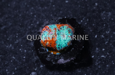 Chalice, Nacho Chesse Corals :: 92443