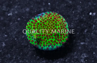 Porites, The Grinch :: 31113