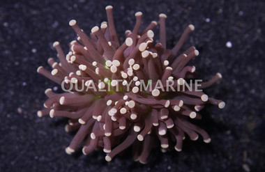Torch Green Center w/ Pink Tips :: 91256