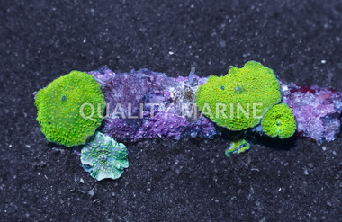 Mushroom Aussie Green :: Australia / Coral Sea :: 99733