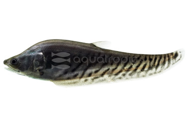 Clown Royal Knifefish :: 38016