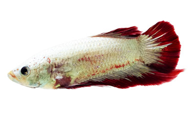 Red Platinum Dragon Betta, Male :: 53280