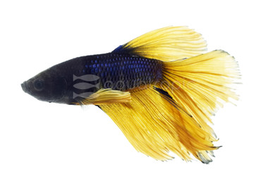 Yellowjacket Betta, Male :: 32152