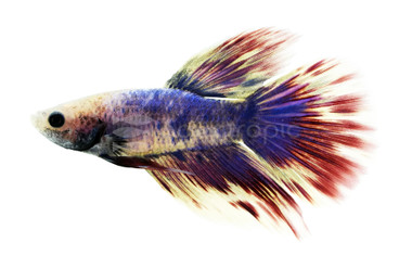 Patriot Halfmoon Betta, Male :: 21651