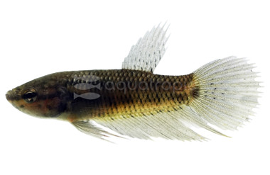 Mini Betta, Male :: 93476