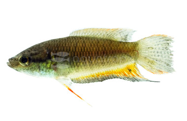 Black Paradise Gourami :: 39117