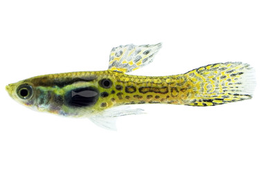 Endler's Cobra Green Guppy, Male :: 33085