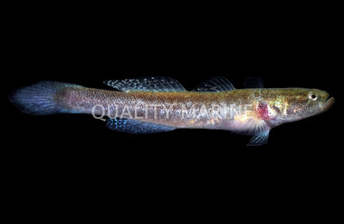 Pugjaw Wormfish :: East Americas :: 55118