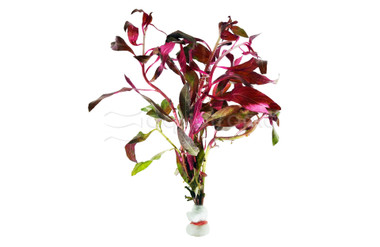 Ludwigia peruensis/glandulosa - bunch :: 15352