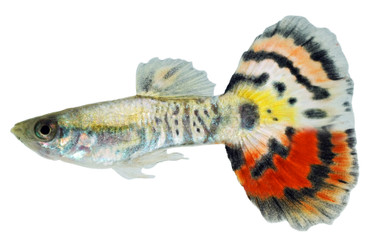 Leopard Luminous Guppy, Male :: 33099