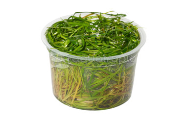 Juncus repens :: 80818