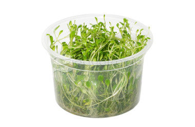 Glossostigma elatinoides :: 98245