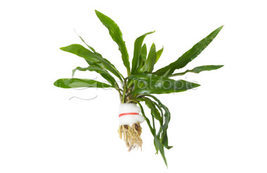 Cryptocoryne retrospiralis (rooted) :: 61415