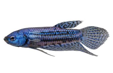 Blue Alien Betta, Male  :: 90929