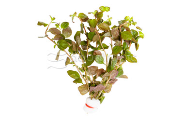 Ludwigia ovalis - bunch :: 58700
