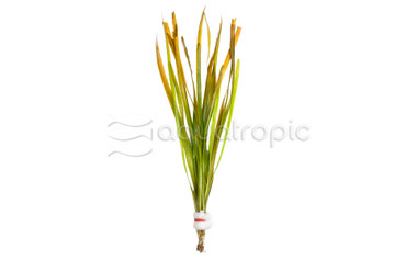 Vallisneria spiralis - Tape Grass (rooted) :: 26641