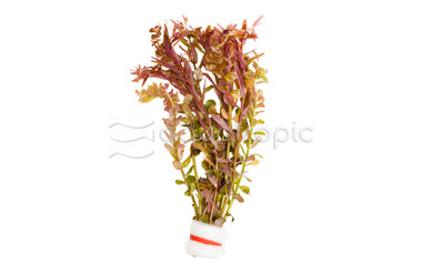 Rotala rotundifolia Orange Juice - bunch :: 95776