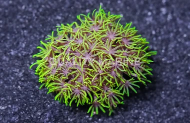 Star Metallic Green :: 76609
