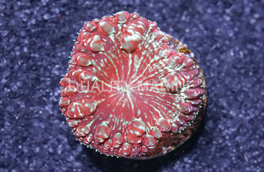Blasto, Red w/Green Splatter :: 89004