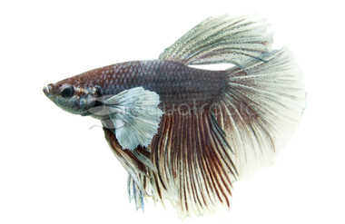 Pink & White Dumbo Ear Delta Betta, Male  :: 83854