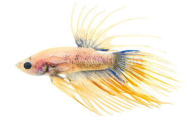 Yellow Mascot Crowntail Betta, Male :: 38556