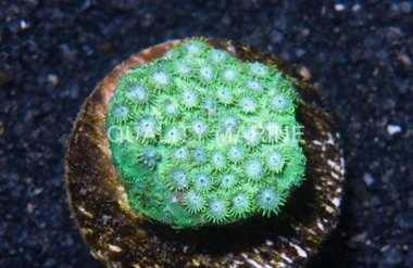 Starflower, Green :: 54281