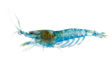 Blue Jelly Shrimp :: 23826