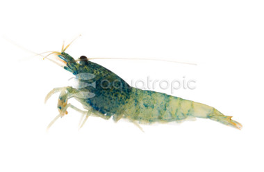 Blue King Kong Shrimp :: 49130