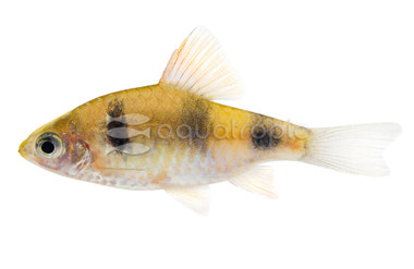 Narayan Barb :: 17410