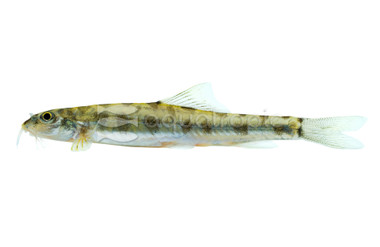 Indian Polkadot Loach :: 68925