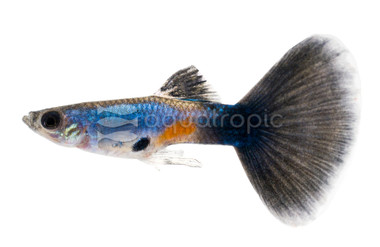 Lazuli Blue Guppy, Male :: 36284