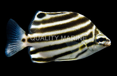 East-Australian Stripey :: 21323