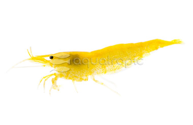 Goldflake Shrimp :: 11169