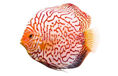 Tiger Pigeon Blood Discus :: 67585