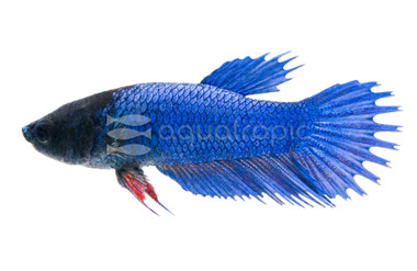 Blue Crowntail Betta, Female :: 78875