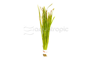 Vallisneria nana - Thin Straight (rooted) :: 14629