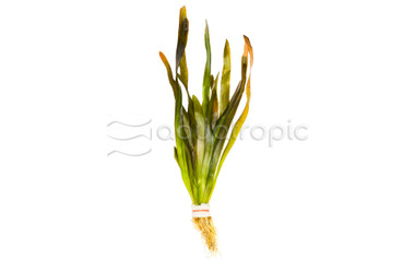 Vallisneria gigantea - Giant (rooted) :: 27165