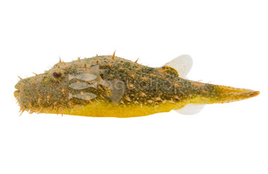 Hairy Pufferfish :: 67870