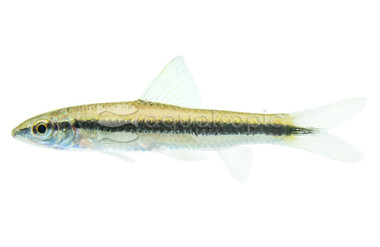 Stonelapping / Cambodian Logsucker Algae Eater :: 00008