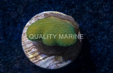 Porites, Green Branching :: 25557