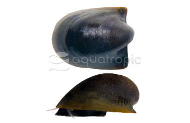 Batman Snail :: 37583