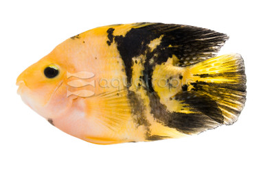 Parrot Yellow Tiger :: 38740