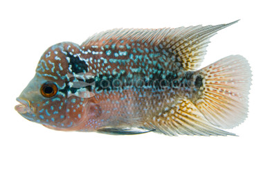 Flowerhorn Red Thunder :: 41802