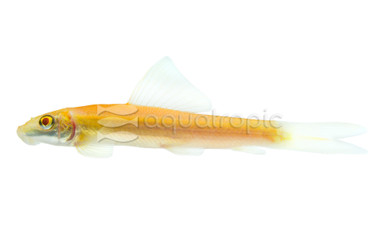 Albino Algae Eater :: 89234