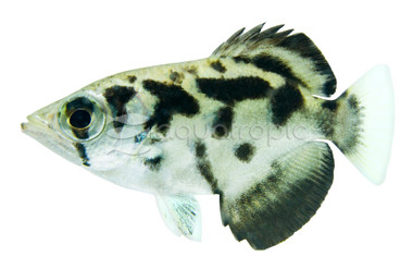 Burmese Archerfish :: 05001